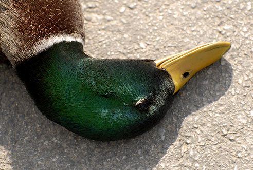 duck.jpg picture by madhedge