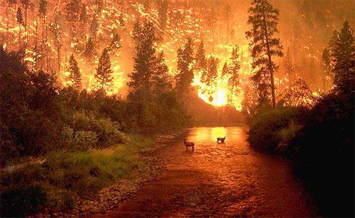 forestfire-1.jpg picture by madhedge