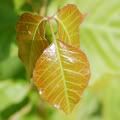 poison_ivy_leaf.jpg picture by madhedge