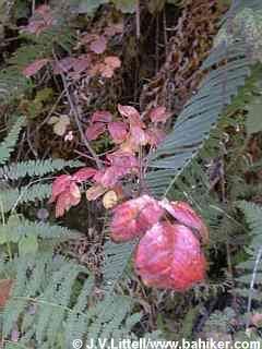 poisonoak4.jpg picture by  madhedge