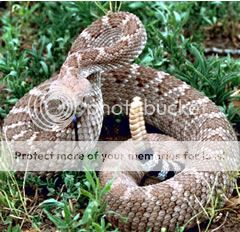 rattlesnake-1.jpg picture by madhedge