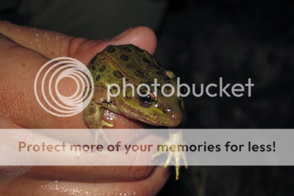 Relict Leopard Frog Survey - Field Herp Forum